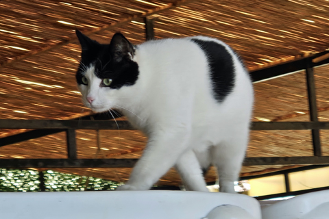 Billy